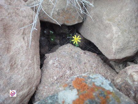Eynali flower عینالی - گل 
